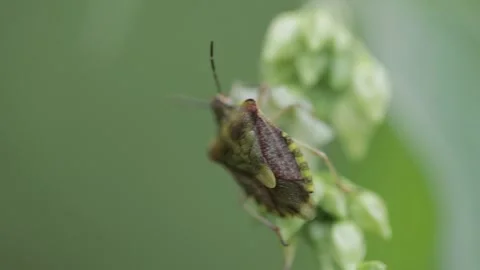 Closeup of a Heteroptera on the blurry background Stock Footage 195466370