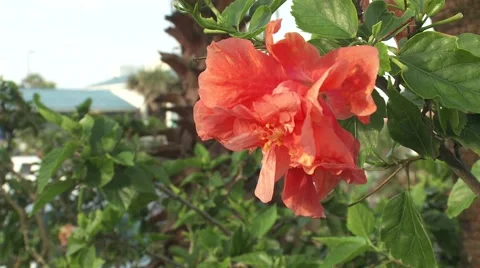 Closeup of a hibiscus flower Stock Footage 64221002