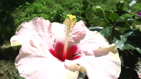 Closeup of hibiscus. 스톡 동영상 51554261