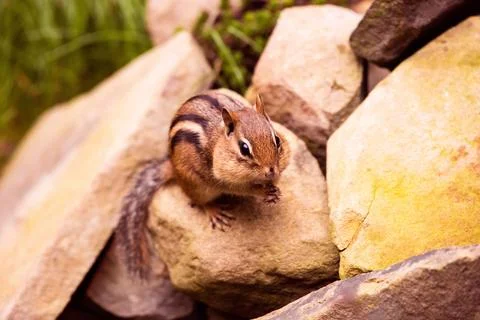 Closeup high angle of a Chipmunk, Tamias with full cheeks standing on a rock Foto stock