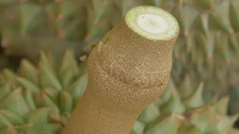 Closeup of high quality of durian stem Stock Footage 185915865