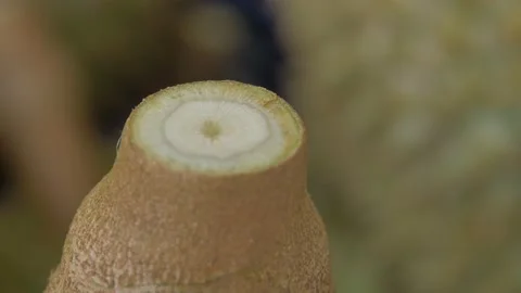 Closeup of high quality of durian stem Video stock 185916191