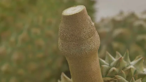 Closeup of high quality of durian stem Video stock 185916192