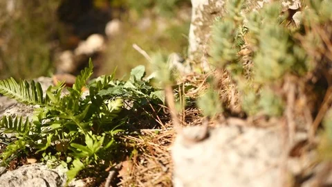 Closeup of hiking man boots Stock Footage 71443953