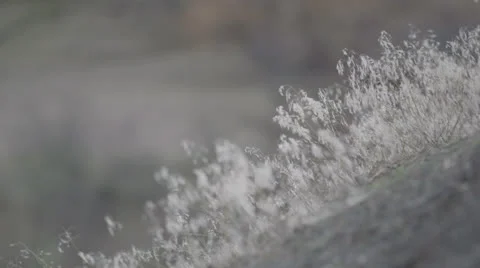 Closeup Hill Grasses 動画素材 24753215