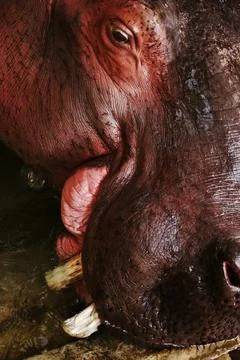 Closeup Of A Hippo Stock Photos