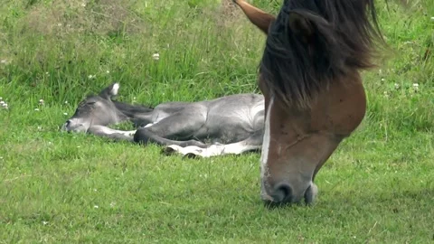 Closeup of hobbled mare grazing and foal lies in grass in background Video stock 209850671