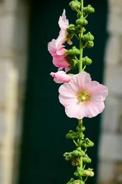 Closeup of a Hollyhock Stock Photos