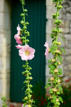 Closeup of a Hollyhock Stock Photos