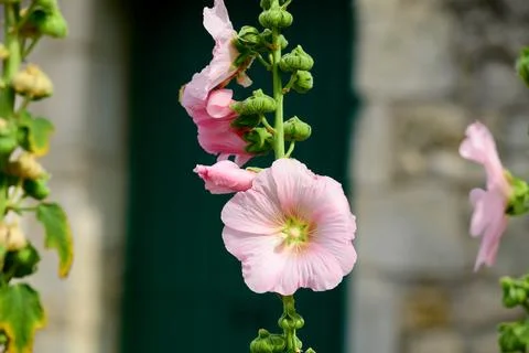 Closeup of a Hollyhock Foto stock