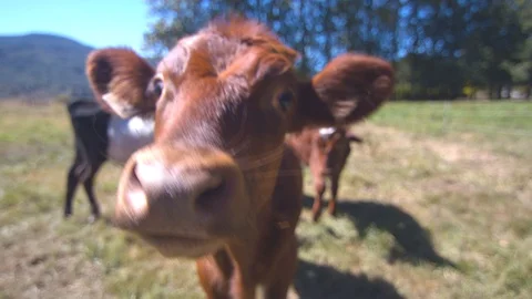 Closeup of a Holstein Calf Looking at the Camera Stock Footage 95766120