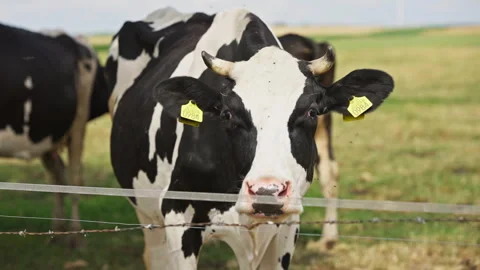 Closeup Of Holstein Cow Shaking Its Head To Dislodge Flies On Its Face. Stock Footage 313637139