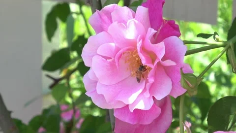 Closeup of Honey Bee Collecting Nectar from Pink Spanish Beauty Rose. 4K 库存影片 334829430