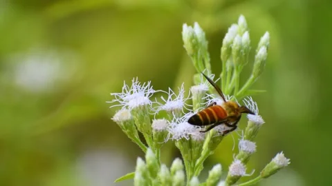Closeup honey bee is collecting pollen on a white flower before flying away Stock Footage