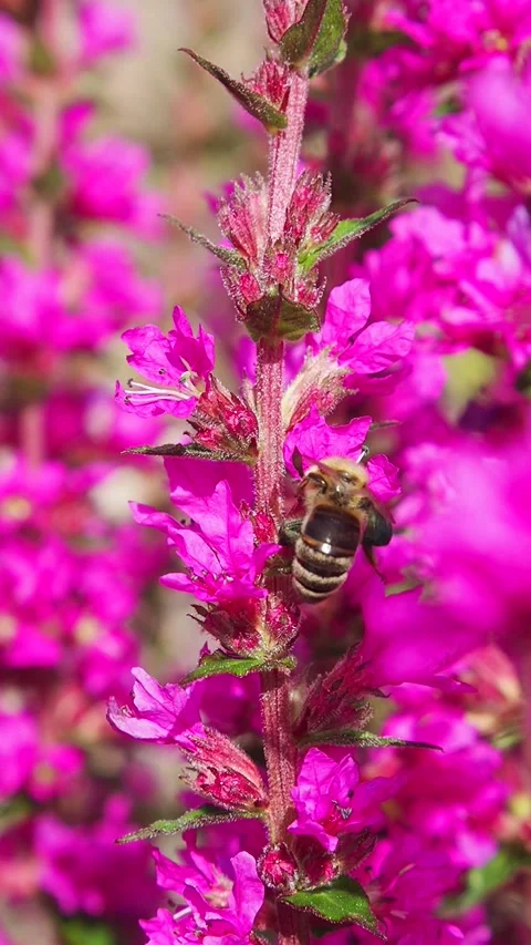 Closeup of honey bee collecting pollen Video stock 325507550