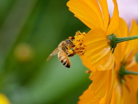 Closeup of honey bee on Coreopsis flower Foto stock