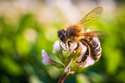 Closeup of honey bee at work on white clover flower Stock Photos