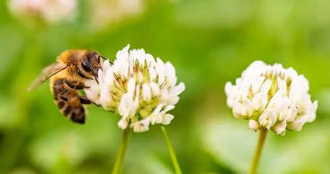 Closeup of honey bee at work on white clover flower Stock Photos