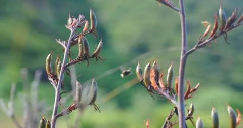 Closeup of honey bees on Native flax bush in New Zealand Stock Footage 64973478