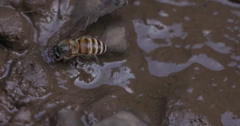 Closeup Honeybee drinking from Mud 库存影片 339087462