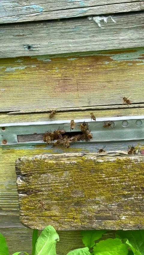 Closeup of honeybees entering rustic beehive on wooden surface Stock Footage 311830859