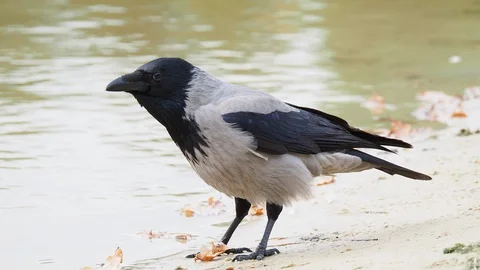 Closeup Hooded crow Stock-Footage 117600274