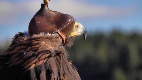 Closeup of hooded Golden eagle [Aquila chrysaetos]. Slow motion detail. Stock Footage