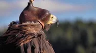 Closeup Of Hooded Golden Eagle [Aquila Chrysaetos]. Slow Motion Detail. Stock Footage