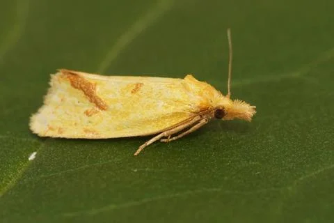 Closeup of the hook-marked straw moth, Agapeta hamana in the garden Stock Photos