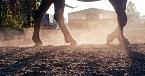 Closeup of the hooves Video stock 50172825