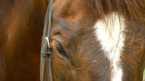 Closeup of a horse in the forest Stock Footage 75859863