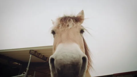 Closeup of a Horse looking down into the camera on a cloudy day, slow motion Stock Footage 278418115