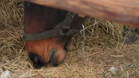Closeup horse muzzle eating dry hay under wooden rail, worn halter visible, calm Stock Footage 323131351