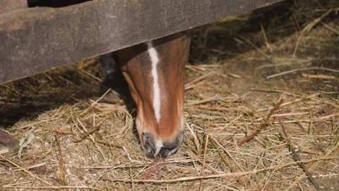 Closeup horse muzzle eating hay, soft stable light, wooden fence gap, gentle Stock Footage 335409977