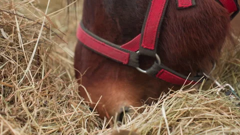 Closeup of horse muzzle in halter nibbling hay inside stall, steady chewing and Stock Footage 323131867