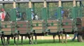 Closeup Horse Racing start boxes waiting for the race panning HD Footage