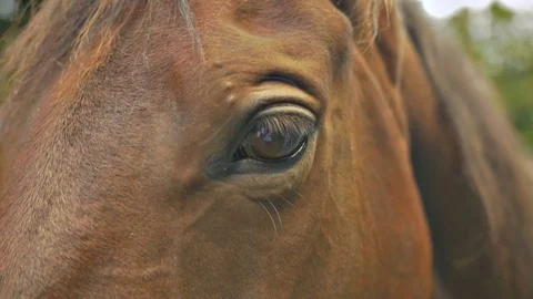 Closeup of horses eye, connection, care Stock Footage 80460686