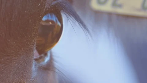 Closeup of a horse's eye Stock Footage 129507623