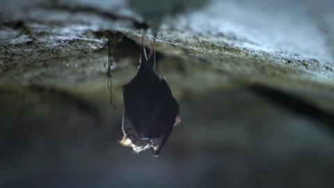 Closeup horseshoe bat taking off on roots in undergrounds just after hibernation Stock Footage 150009846