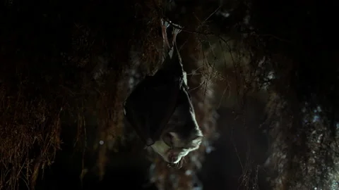 Closeup horseshoe bat taking off on roots in undergrounds just after hibernation Stock Footage 154507357