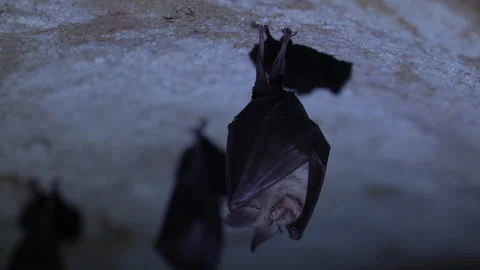 Closeup horseshoe bat taking off from undergrounds just after hibernation Stock Footage 153623639