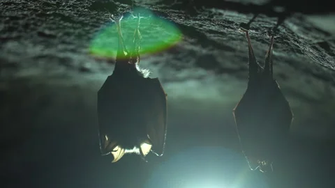 Closeup horseshoe bat taking off from undergrounds just after hibernation Stock Footage 153836214