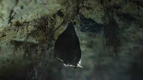 Closeup horseshoe bat taking off from undergrounds just after hibernation Stock Footage 154302399