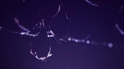 Closeup horseshoe bat taking off from undergrounds just after hibernation Stock Footage 261459003