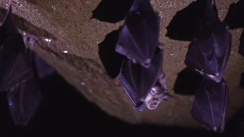 Closeup horseshoe bat taking off from undergrounds just after hibernation Stock Footage 261540874