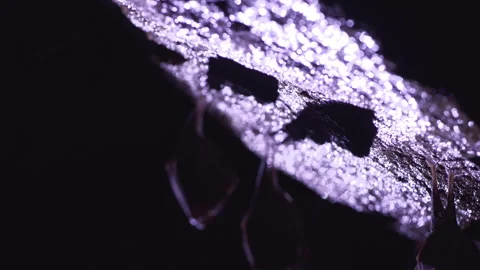 Closeup horseshoe bat taking off from undergrounds just after hibernation Stock Footage 261547365
