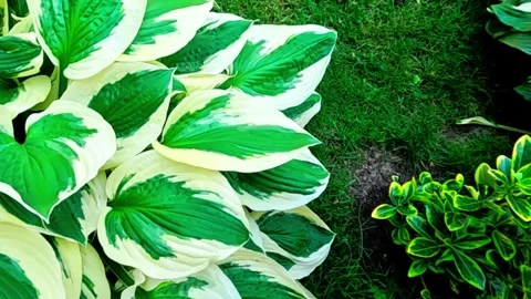 Closeup Hosta plant Stock Footage 311233914