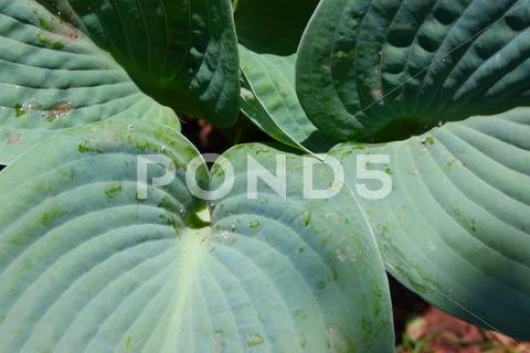 Closeup of a Hosta plantaginea (Liliaceae) leaves Stock Photos