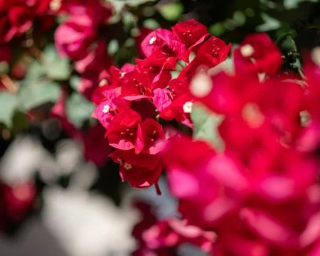 Closeup of hot pink paper flower Stockfoto's