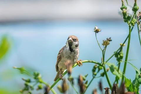 Closeup of a House sparrow standing on a tree.. Stock Photos